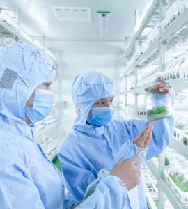 小黄片在线播放技术