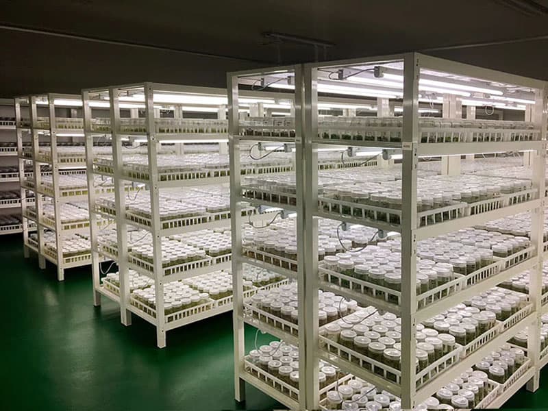 框架式小黄片在线播放架