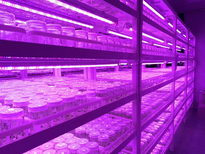插扣式小黄片在线播放架