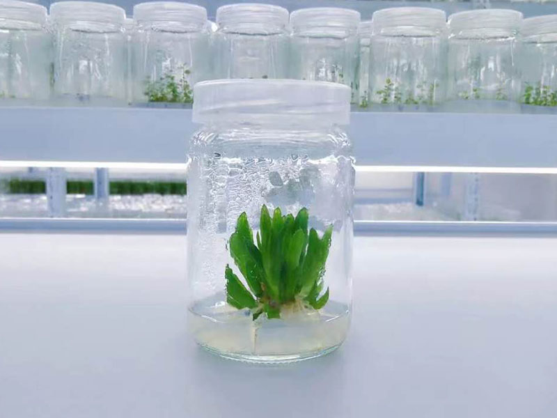 小黄片在线播放瓶