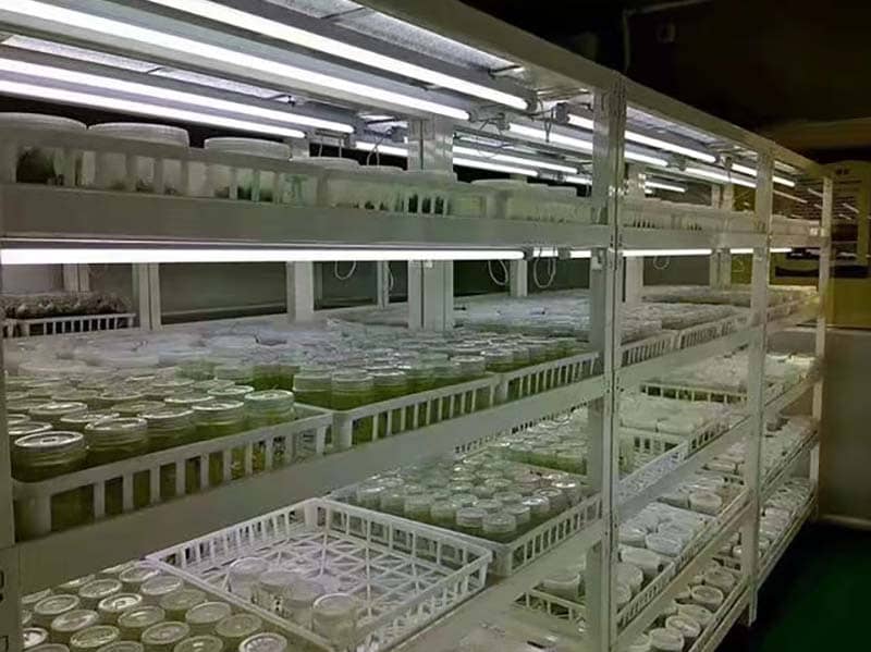 培养架、小黄片在线播放架、光照培养架