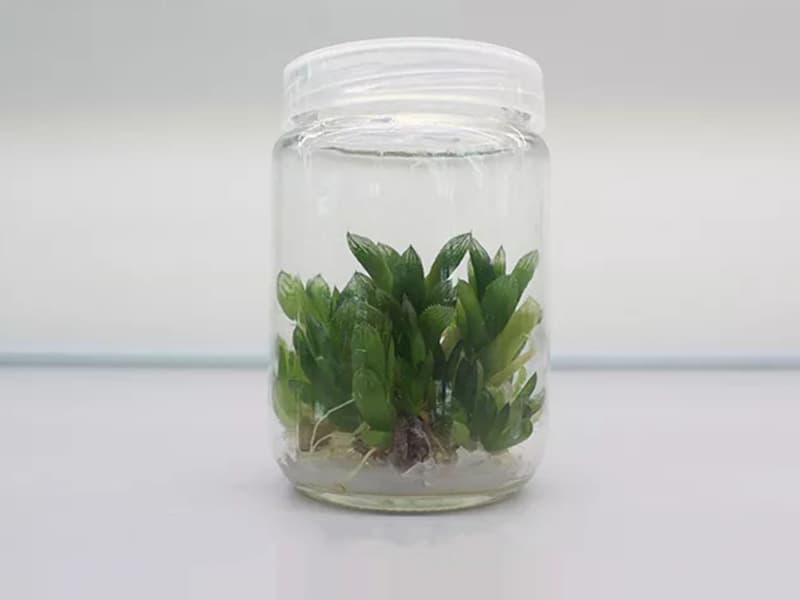小黄片在线播放瓶