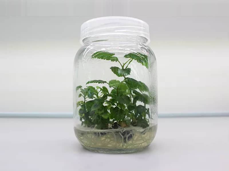小黄片在线播放瓶