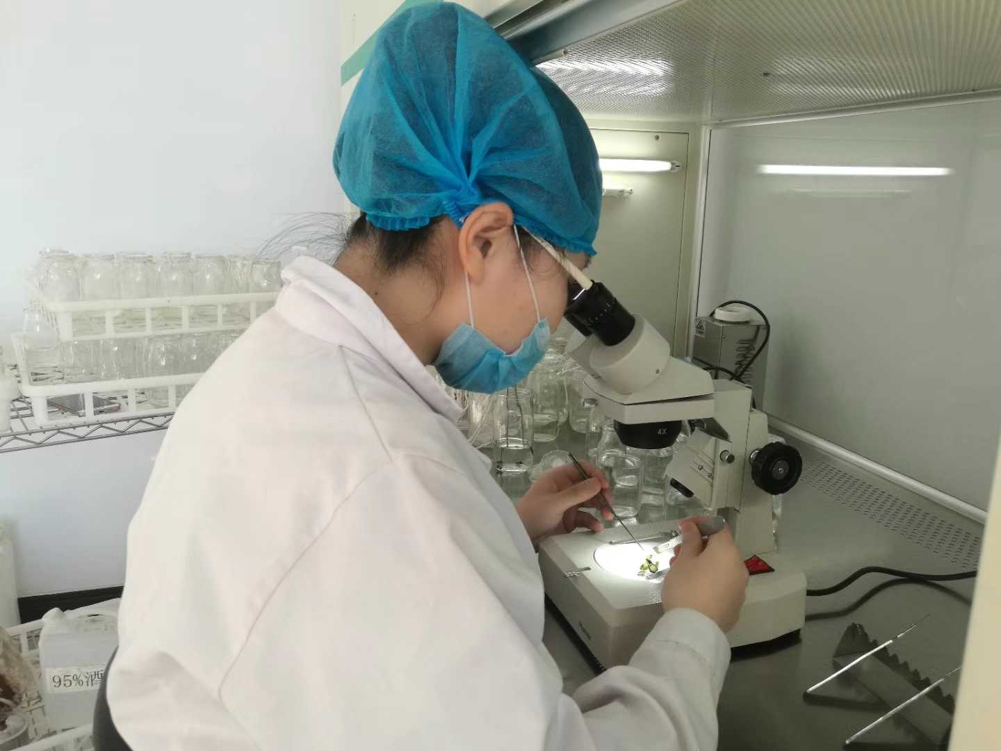 小黄片在线播放苗，小黄片在线播放，组织培养